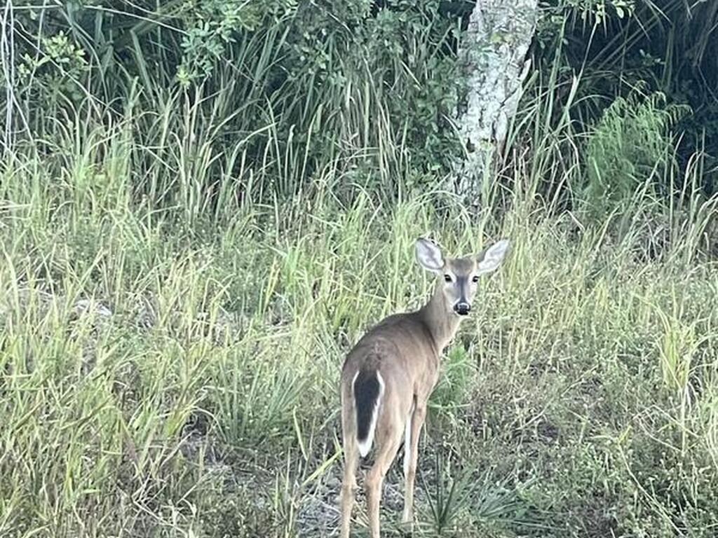 Stallion & Stallion Street, Palm Bay, FL 32909